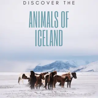 Animals of Iceland - Softback Travel