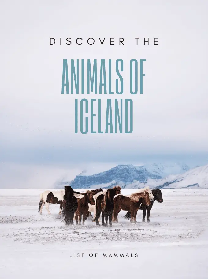 Discover the animals of Iceland - List of Mammals - Softback Travel