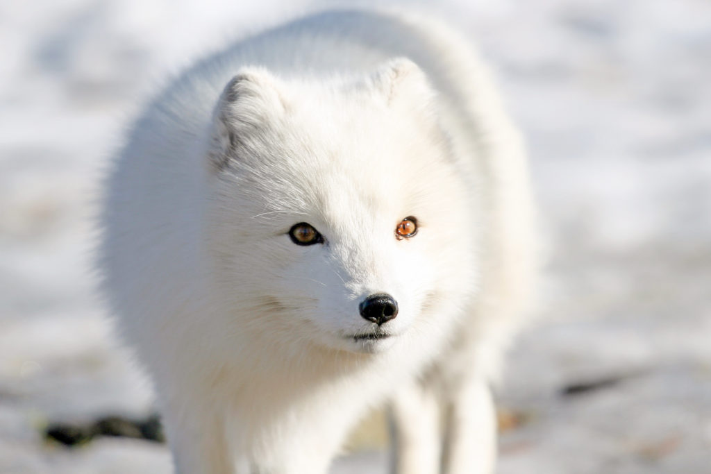 arctic fox of iceland 