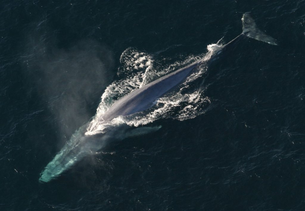 blue whale - animals in iceland