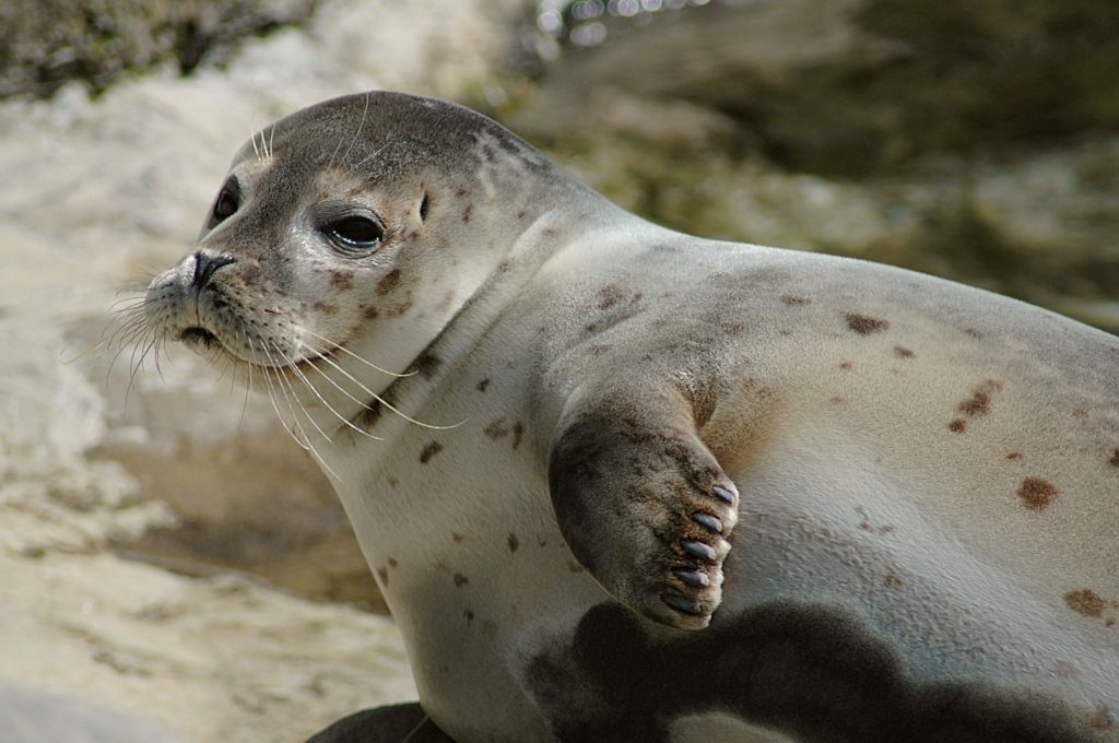 harp seal - icelandic animals