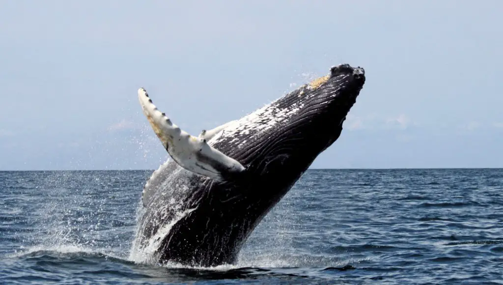 humpback whale - icelandic animal