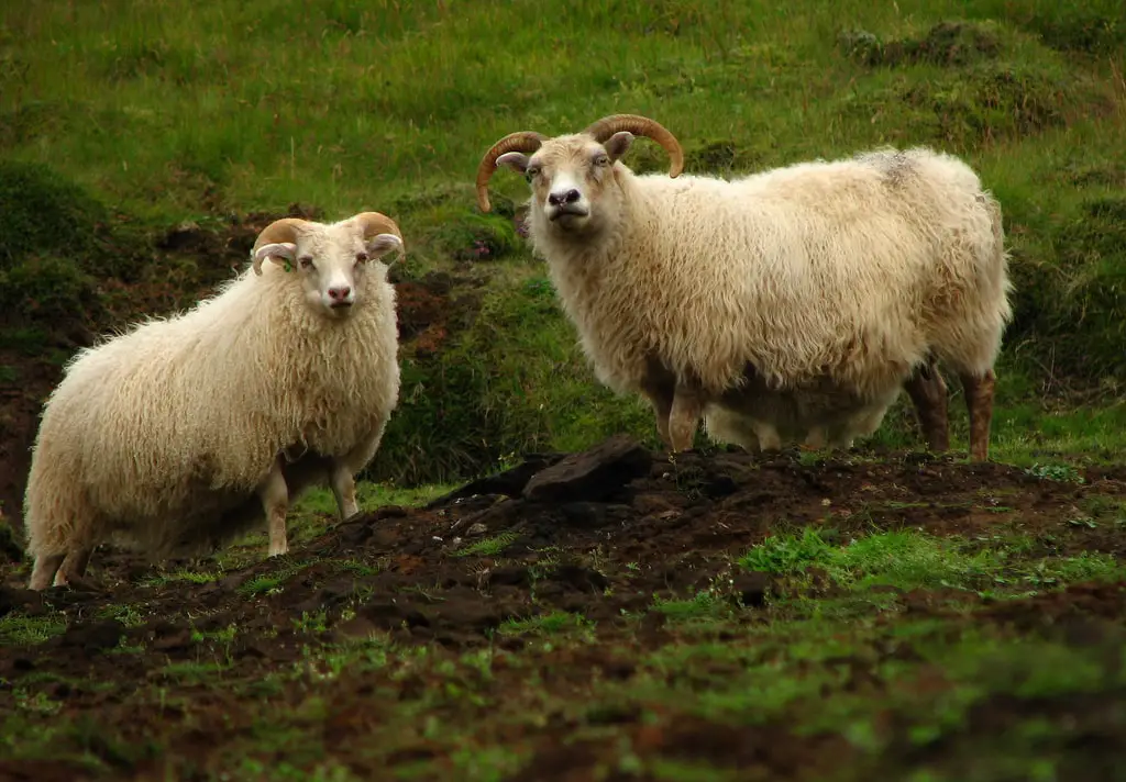 Pair of Icelandic sheep