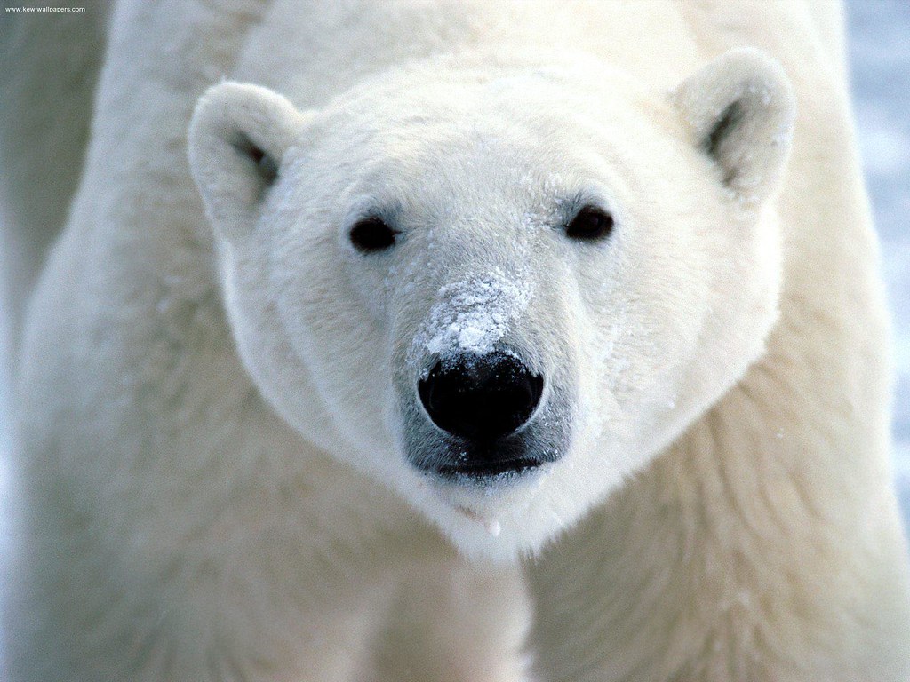 polar bear - icelandic animal