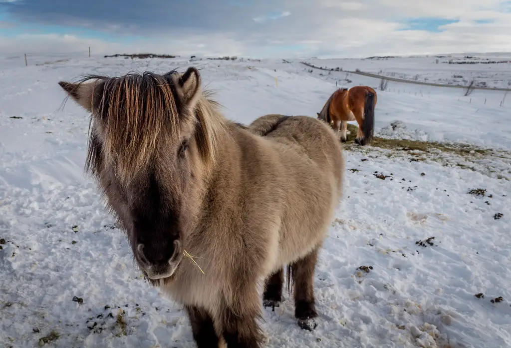 Icelandic horse in the snow 