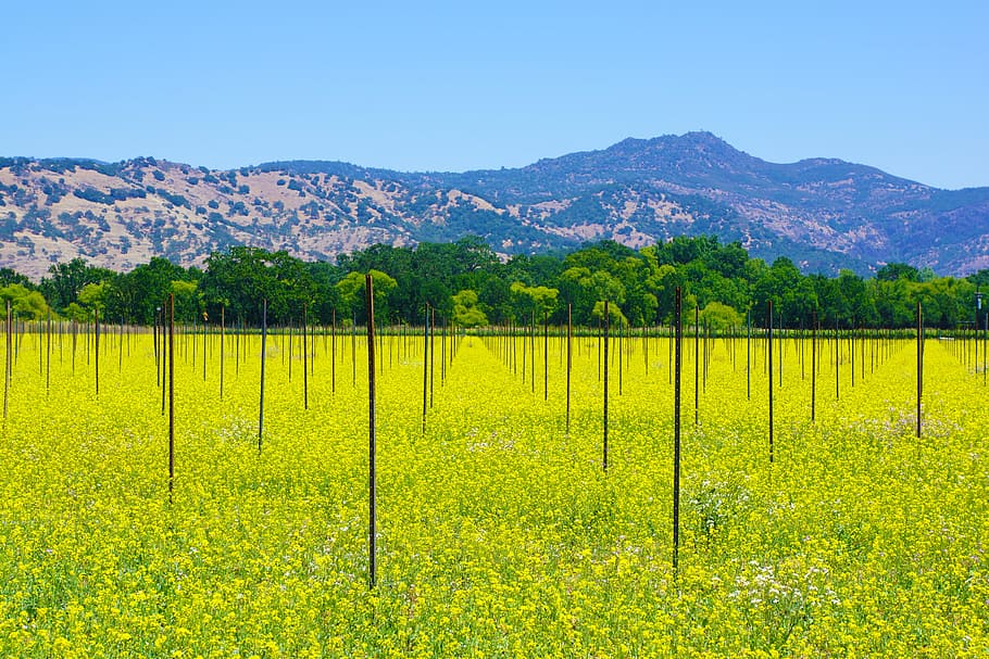 a vineyard in Georgia's fertile valleys