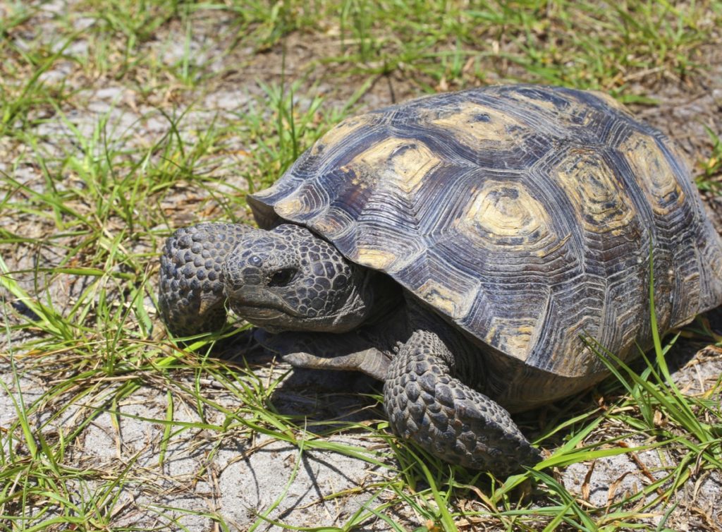 gopher tortoise - keystone species
