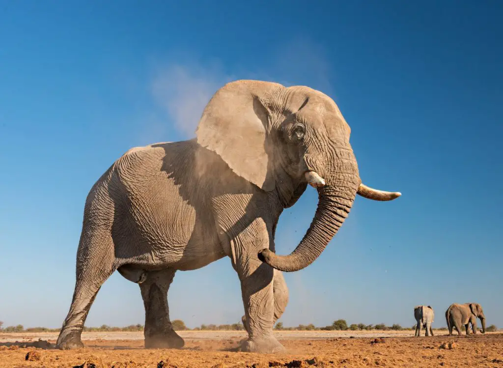 keystone species - african elephant