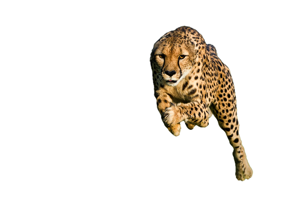 cheetah running away from global warming