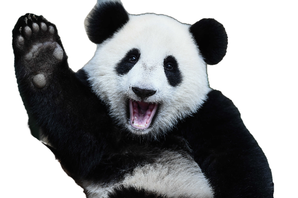 Giant Panda waving goodbye to climate change