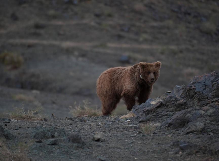 Gobi bear - critically endangered rare animal species