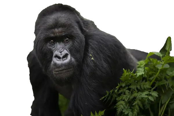 mountain gorilla sad because of climate change