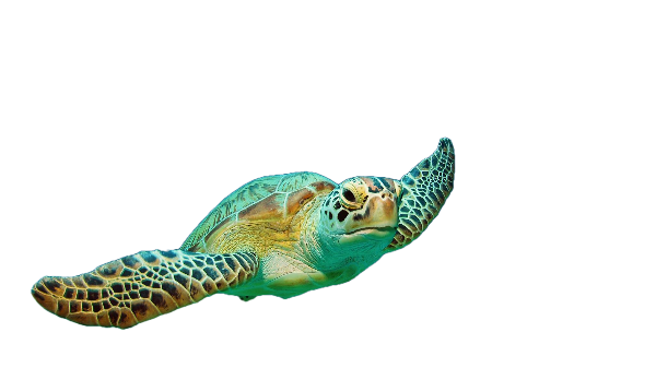 green sea turtle affected by climate change