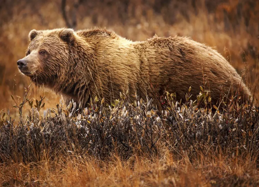 grizzly bear as a keystone species