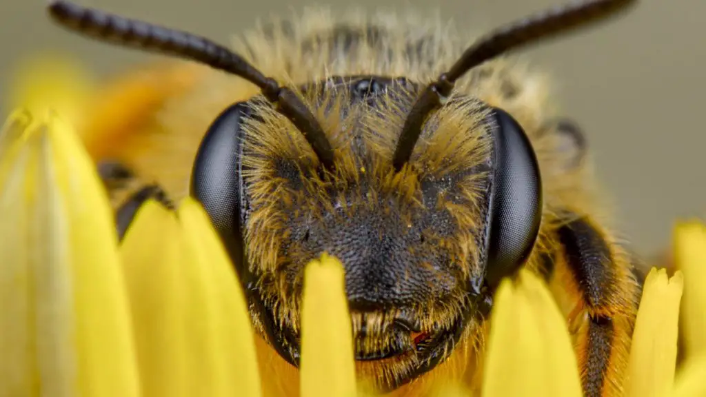 honey bee as a keystone species
