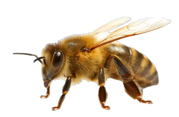 Honey bee affected by climate change