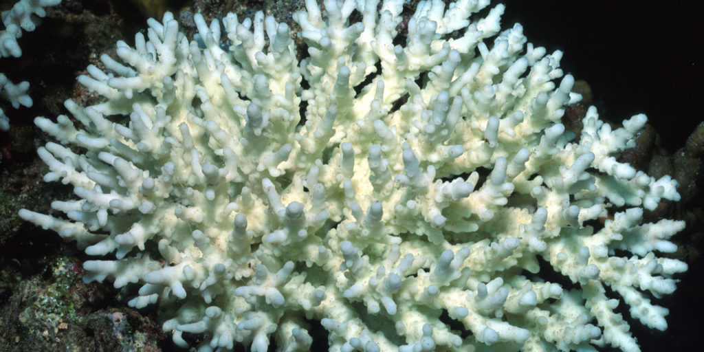 Ivory tree coral - example of a keystone species
