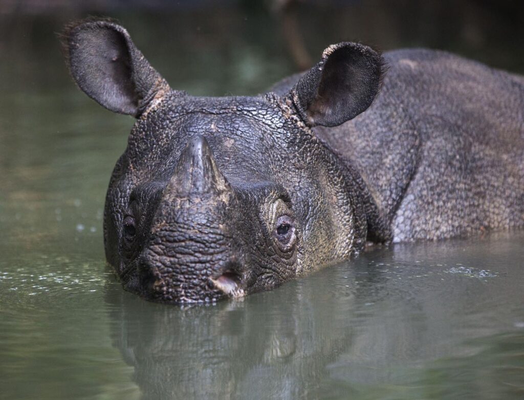 javan Rhino - rarest animals in the world