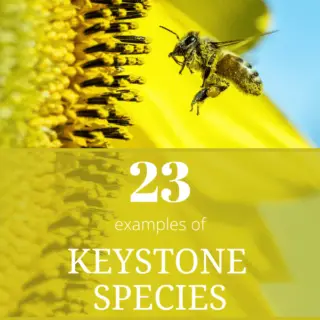 Keystone Species - Softback Travel