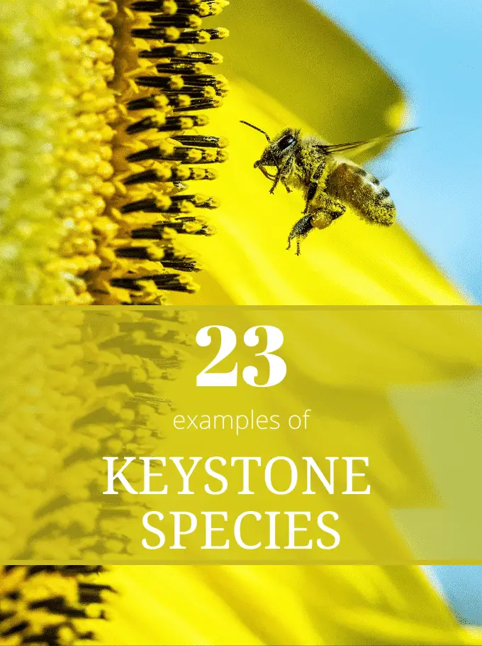 23 Examples of Keystone Species Living on our Planet