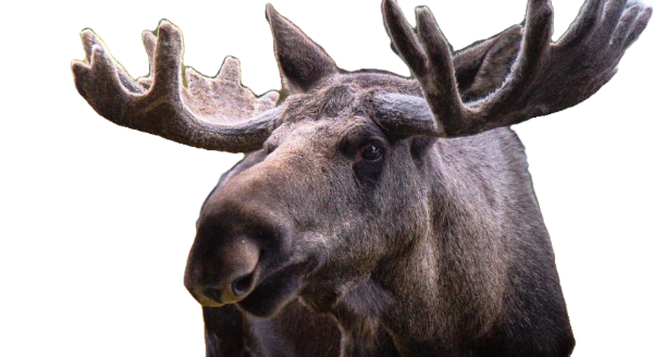 moose in a warmer climate