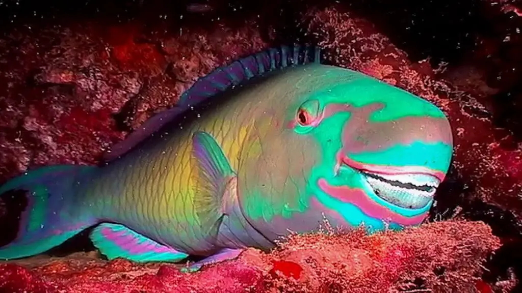 parrotfish exquiste animal