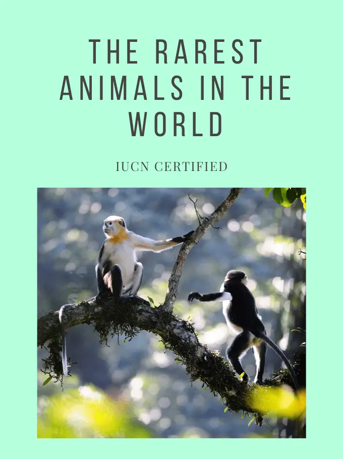 The Rarest Animals in The World – IUCN Certified