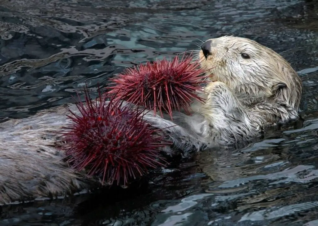 Sea otter with sea urchin