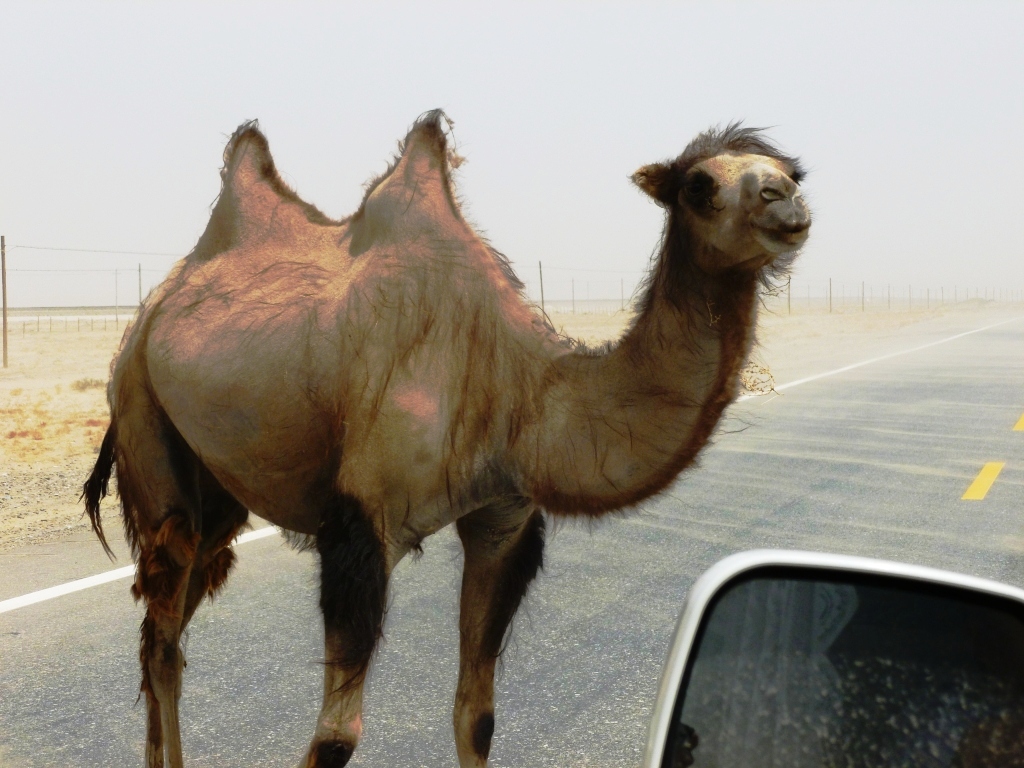 wild bactrian camel - rare animal 