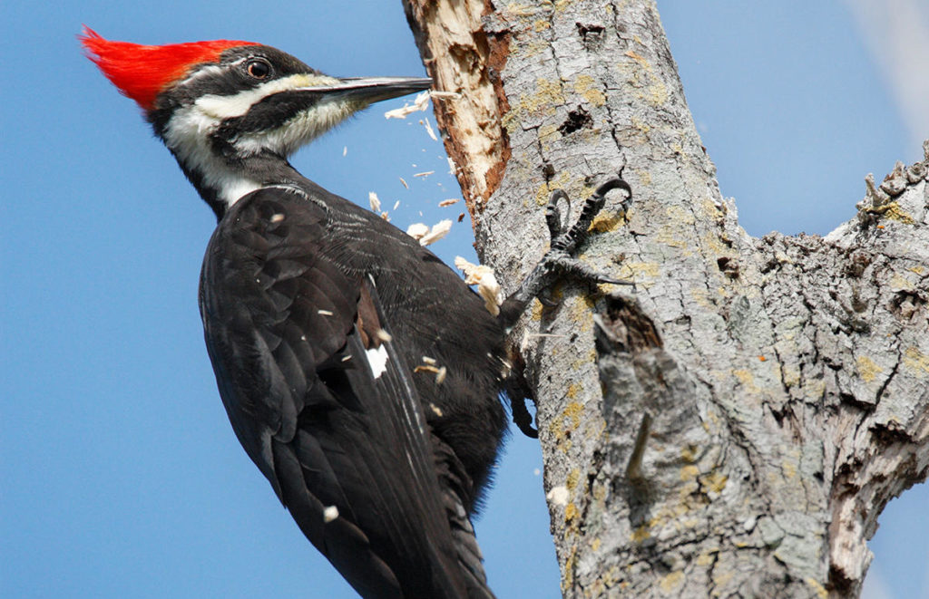 woodpecker keystone species