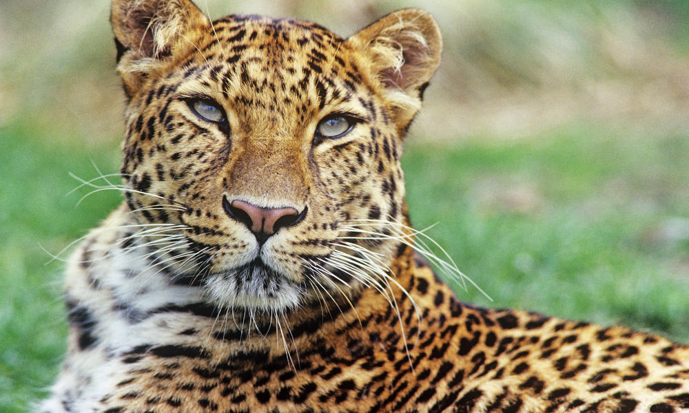 Amur Leopard - rarest leopard in the world
