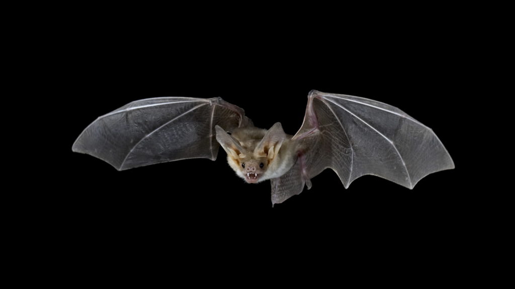bats are keystone species 