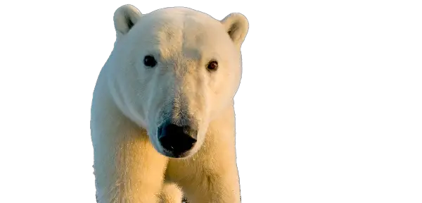 Polar bear face