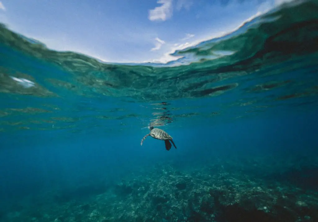 A sea turtle swimming in the ocean 