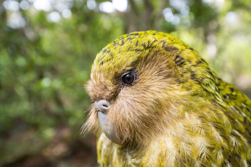 rarest animals in the world - kakapo
