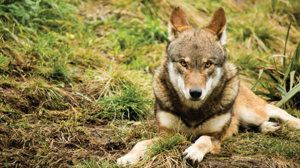 rarest animals in the world - red wolf