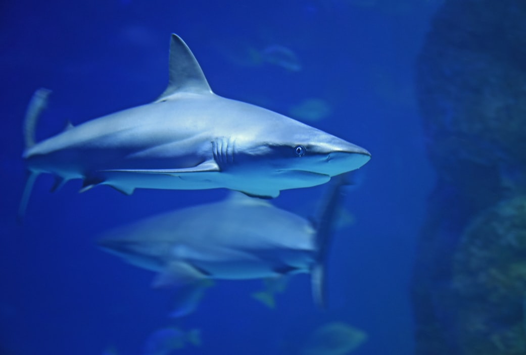 sharks - predator of the deep