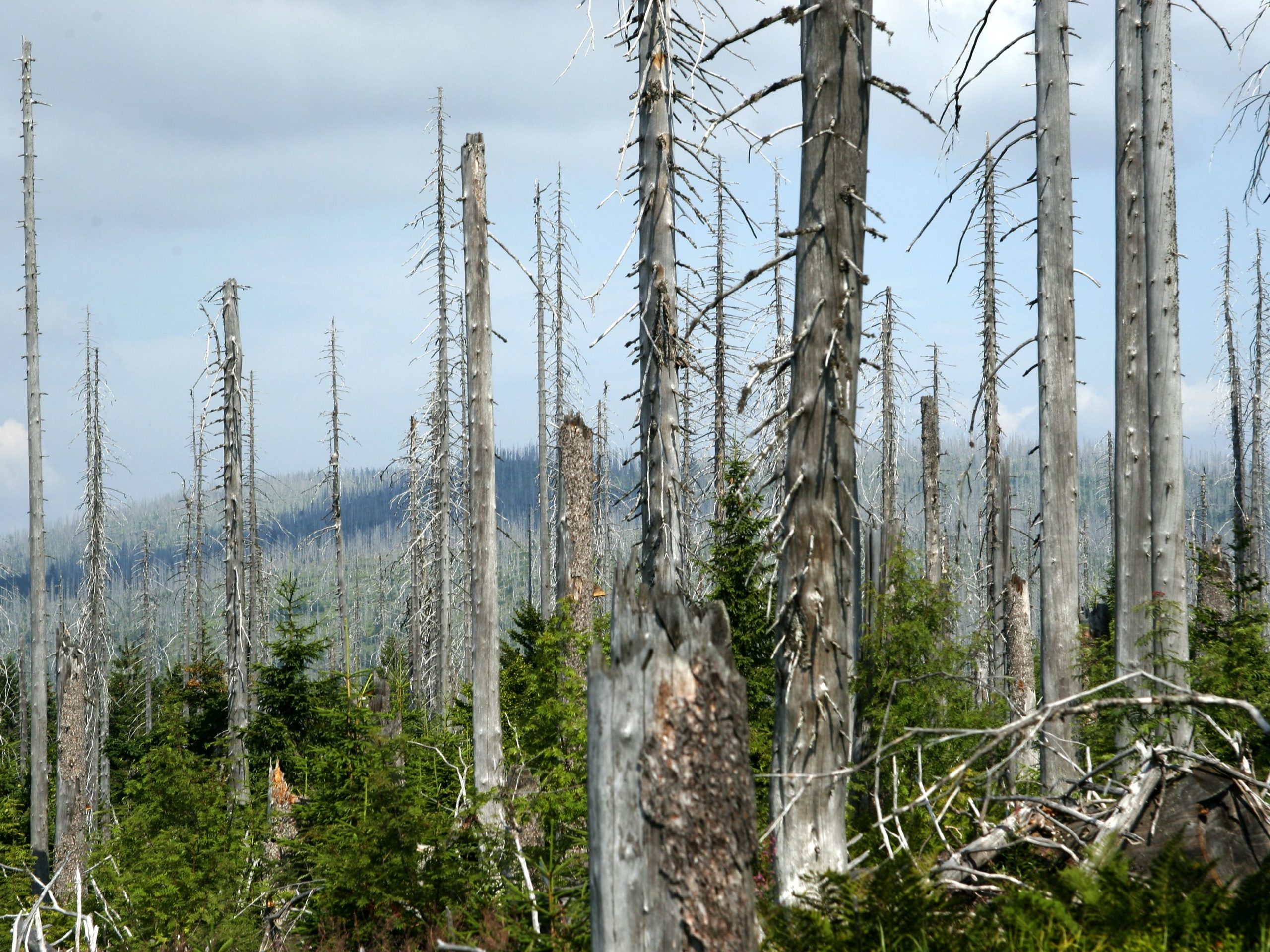 What Is Acid Rain How Is It Formed Softback Travel