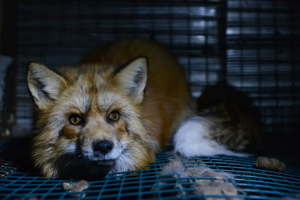 a fox in a small cage in an animal testing laboratory