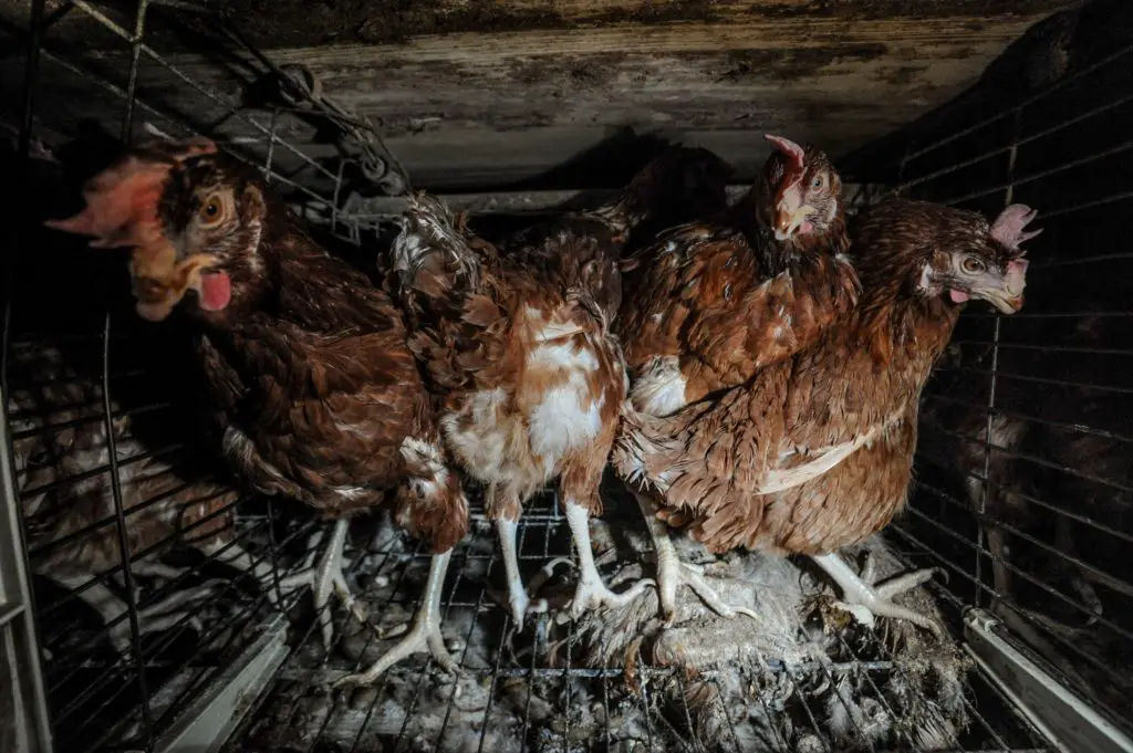 layer hens in a factory farm