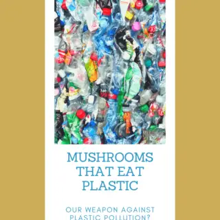 Mushrooms That Eat Plastic - Softback Travel