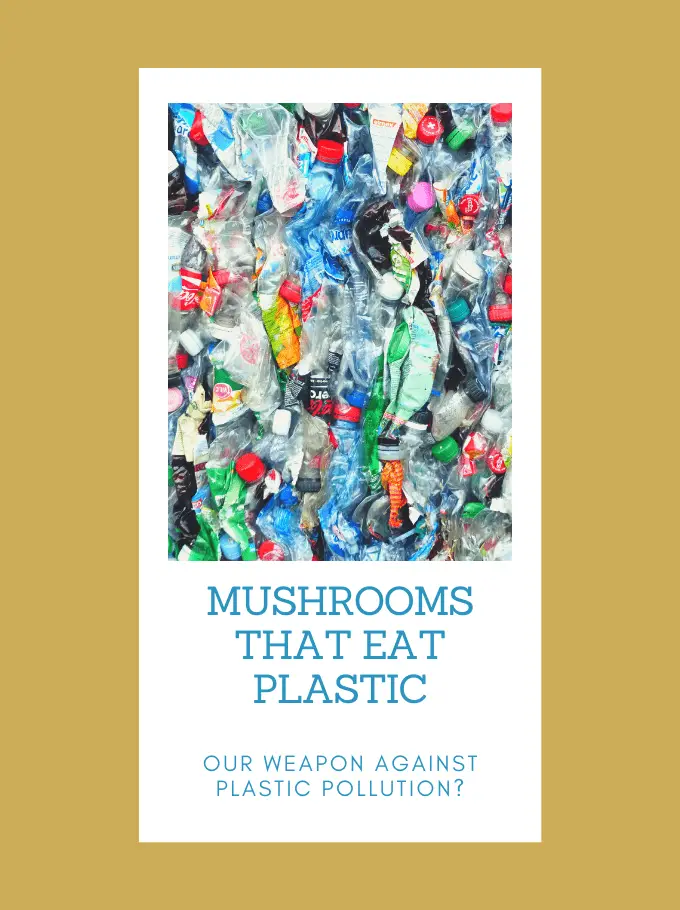 Mushrooms That Eat Plastic – Our Weapon Against Plastic Pollution?