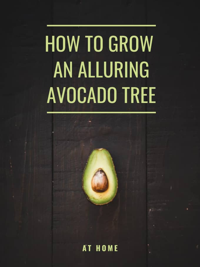 How To Grow An Alluring Avocado Tree At Home