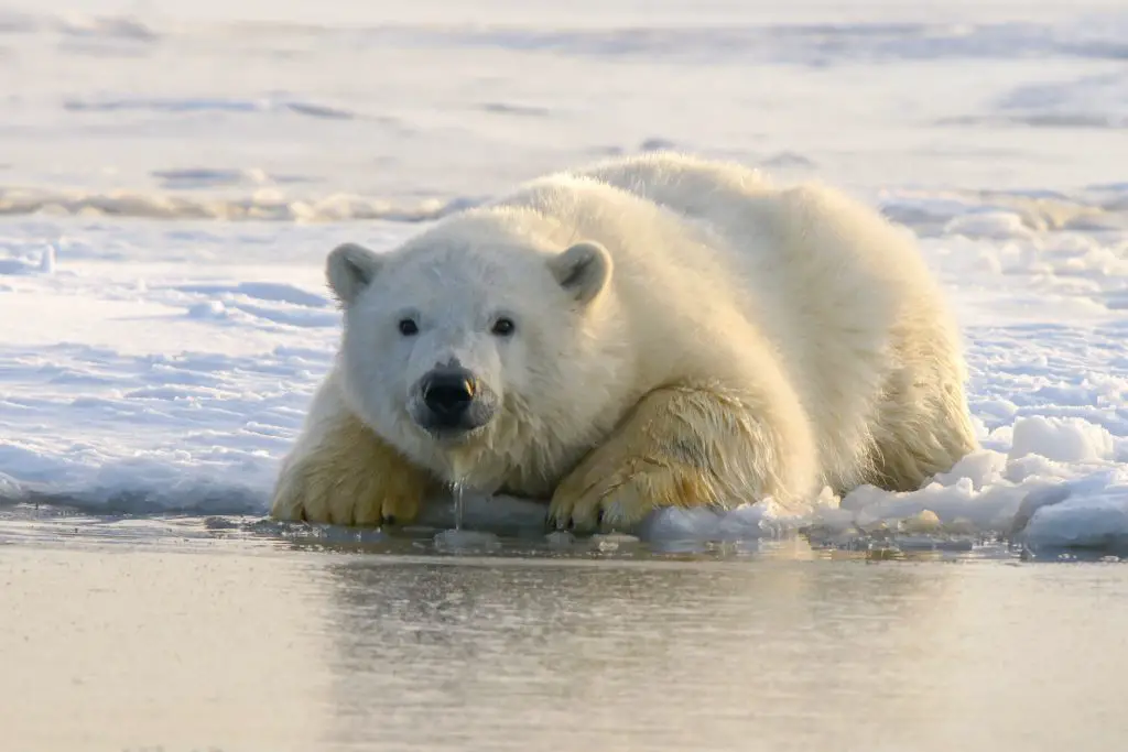 polar bear - animals in danger of extinction