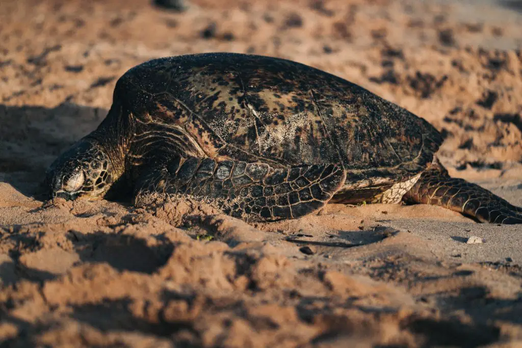 sea turtles are threatened by habitat loss due to rising sea levels