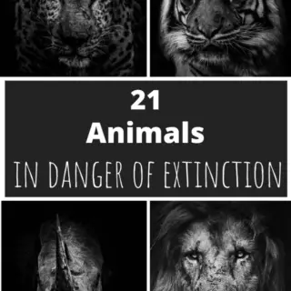 animals in danger of extinction