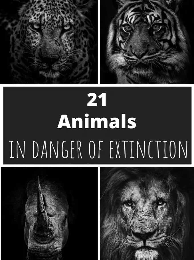 21 Animals In Danger Of Extinction