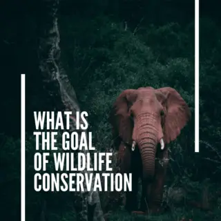 What is the goal of wildlife conservation