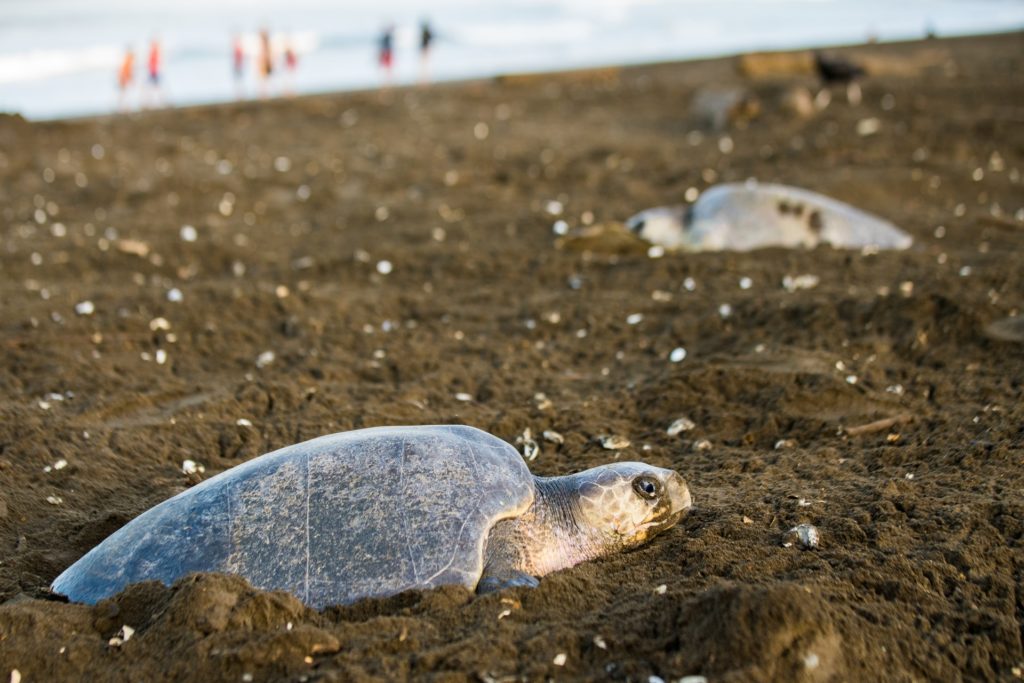 Best time to visit Costa Rica for turtle watching