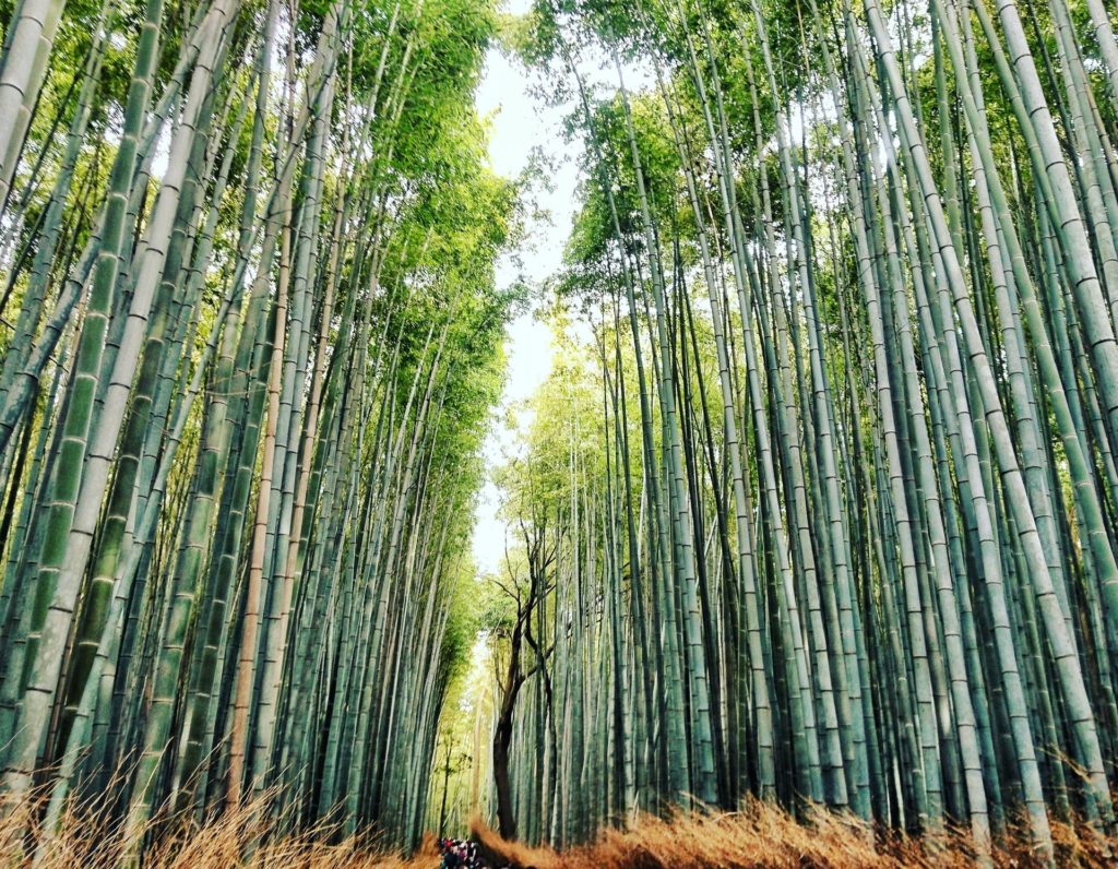 bamboo as plastic alternative